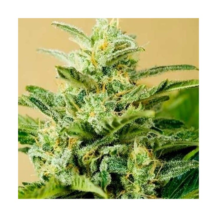 Low Girl Autofloreciente Feminizada de Advanced Seeds