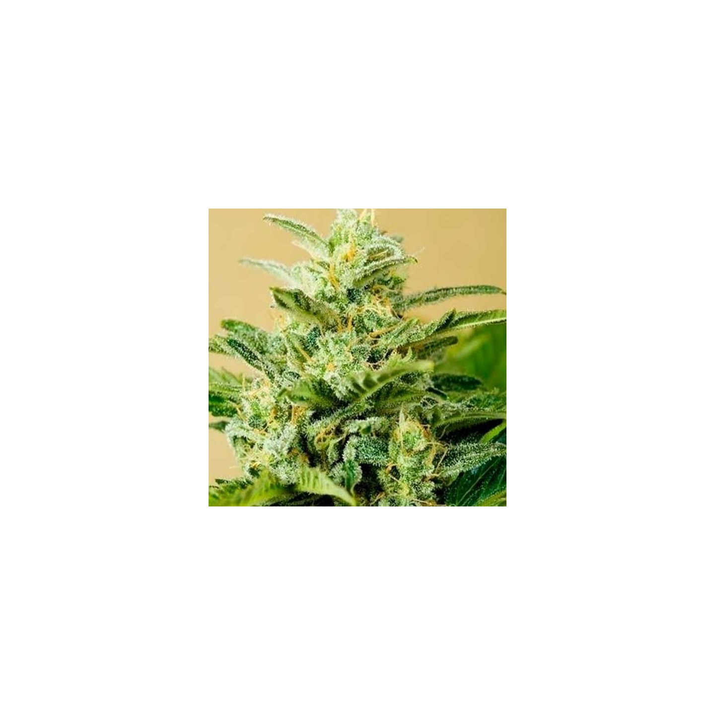 Low Girl Autofloreciente Feminizada de Advanced Seeds