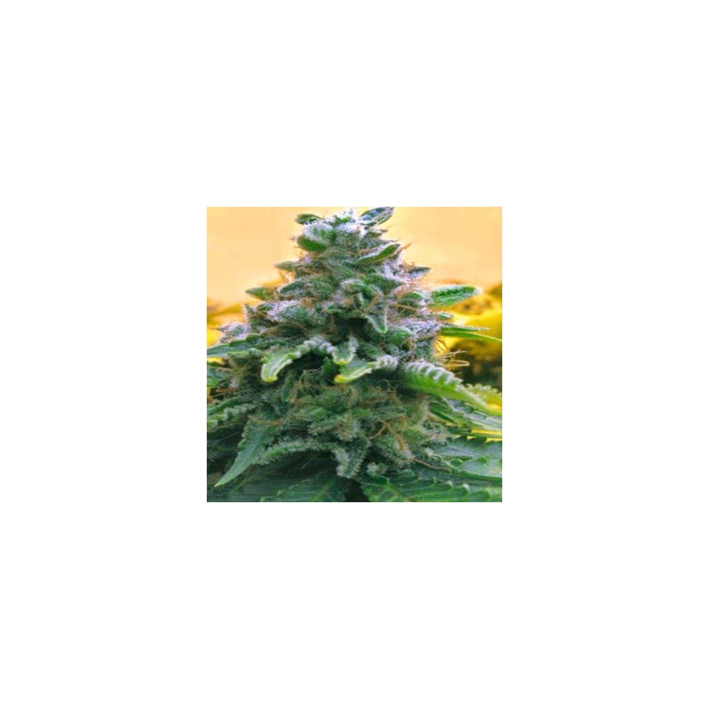 Top 69 Autofloreciente Feminizada de Advanced Seeds