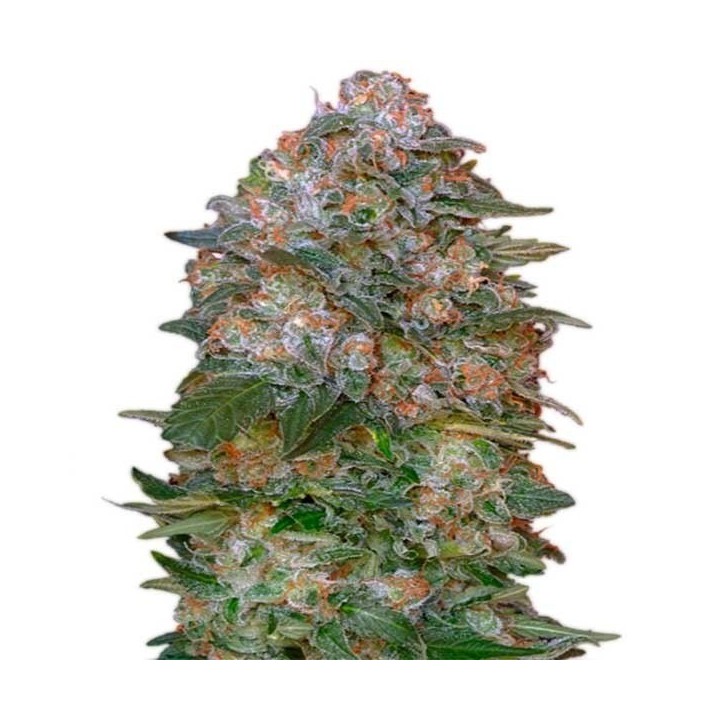 Critical Soma Feminizada de Advanced Seeds