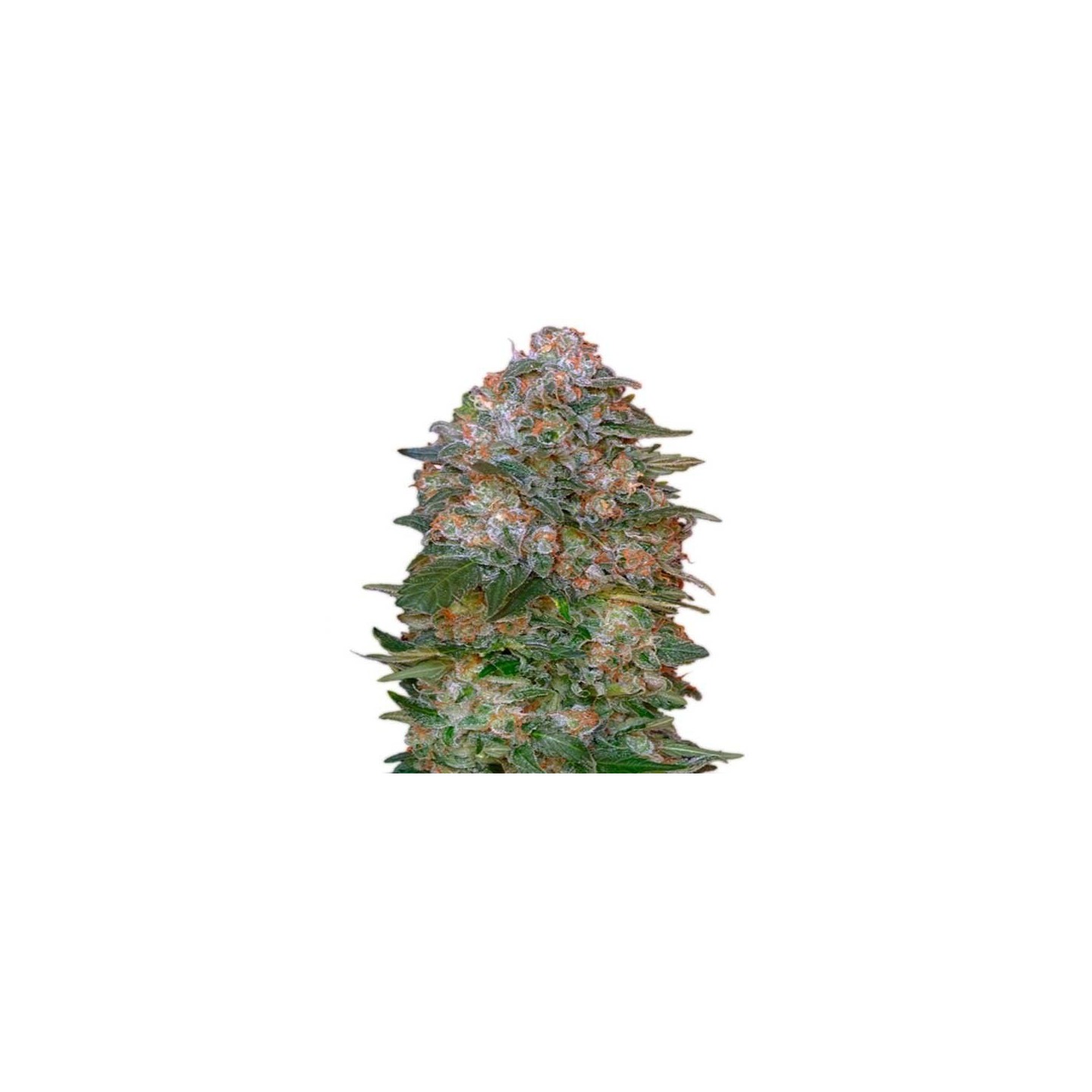 Critical Soma Feminizada de Advanced Seeds