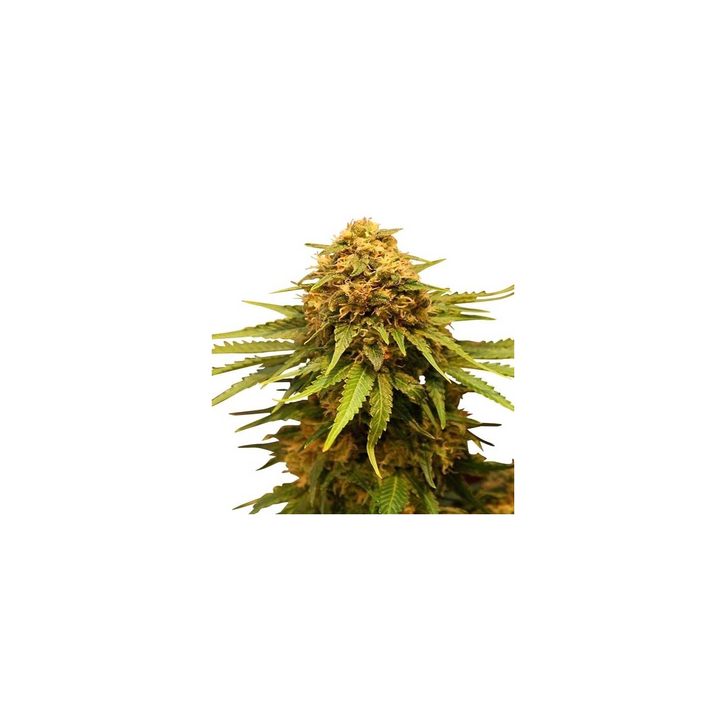 Critical Feminizada de Advanced Seeds