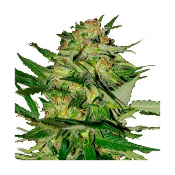 Jack Plant Feminizada de Advanced Seeds