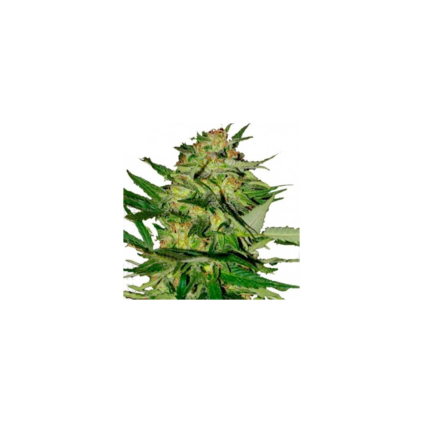 Jack Plant Feminizada de Advanced Seeds