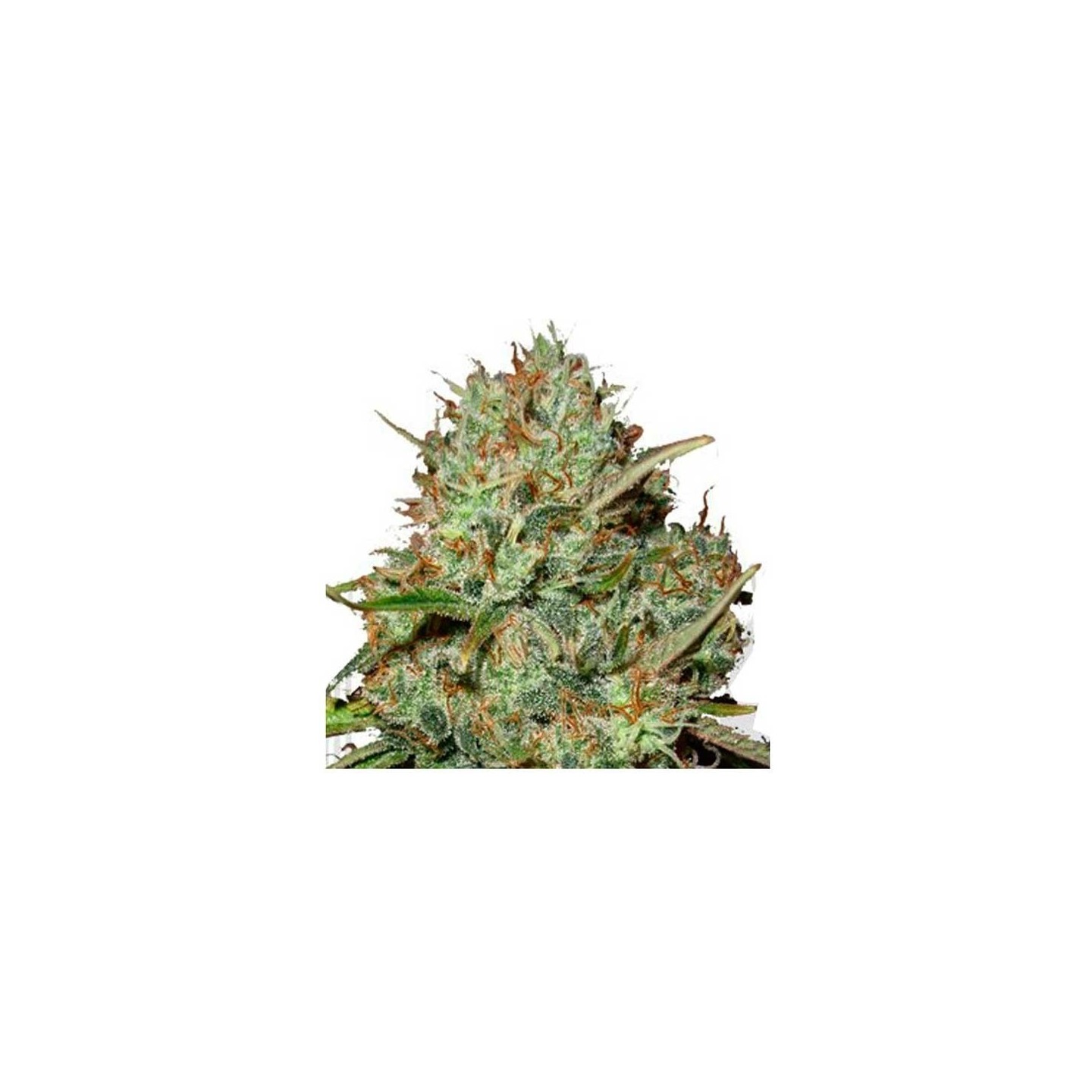 Shark Widow Feminizada de Advanced Seeds