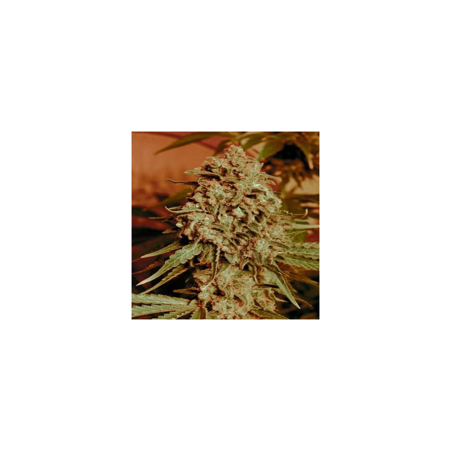 Somango Widow Feminizada de Advanced Seeds
