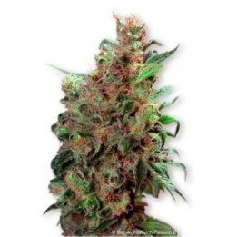 California Orange Regular de Homegrown Fantaseeds