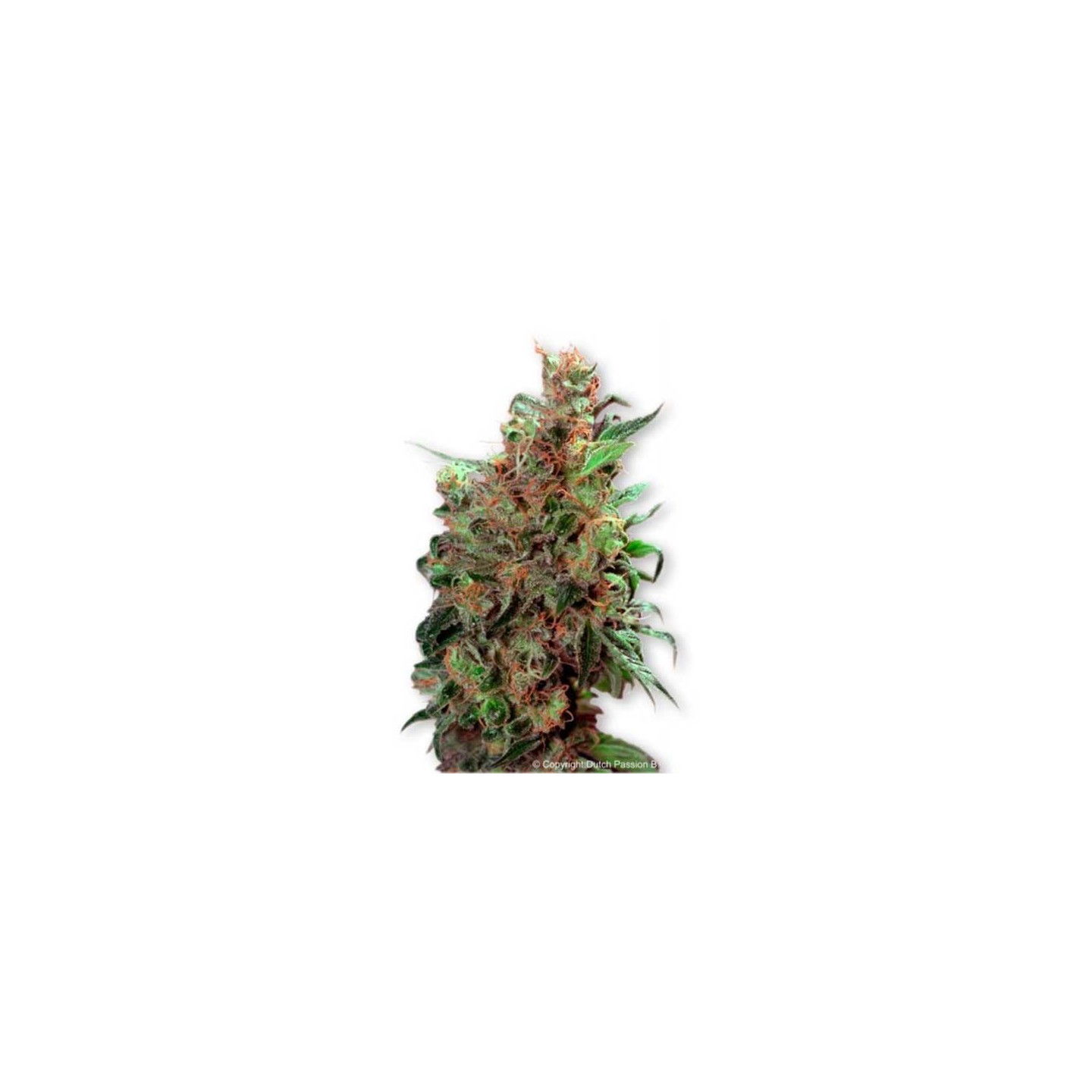 California Orange Regular de Homegrown Fantaseeds