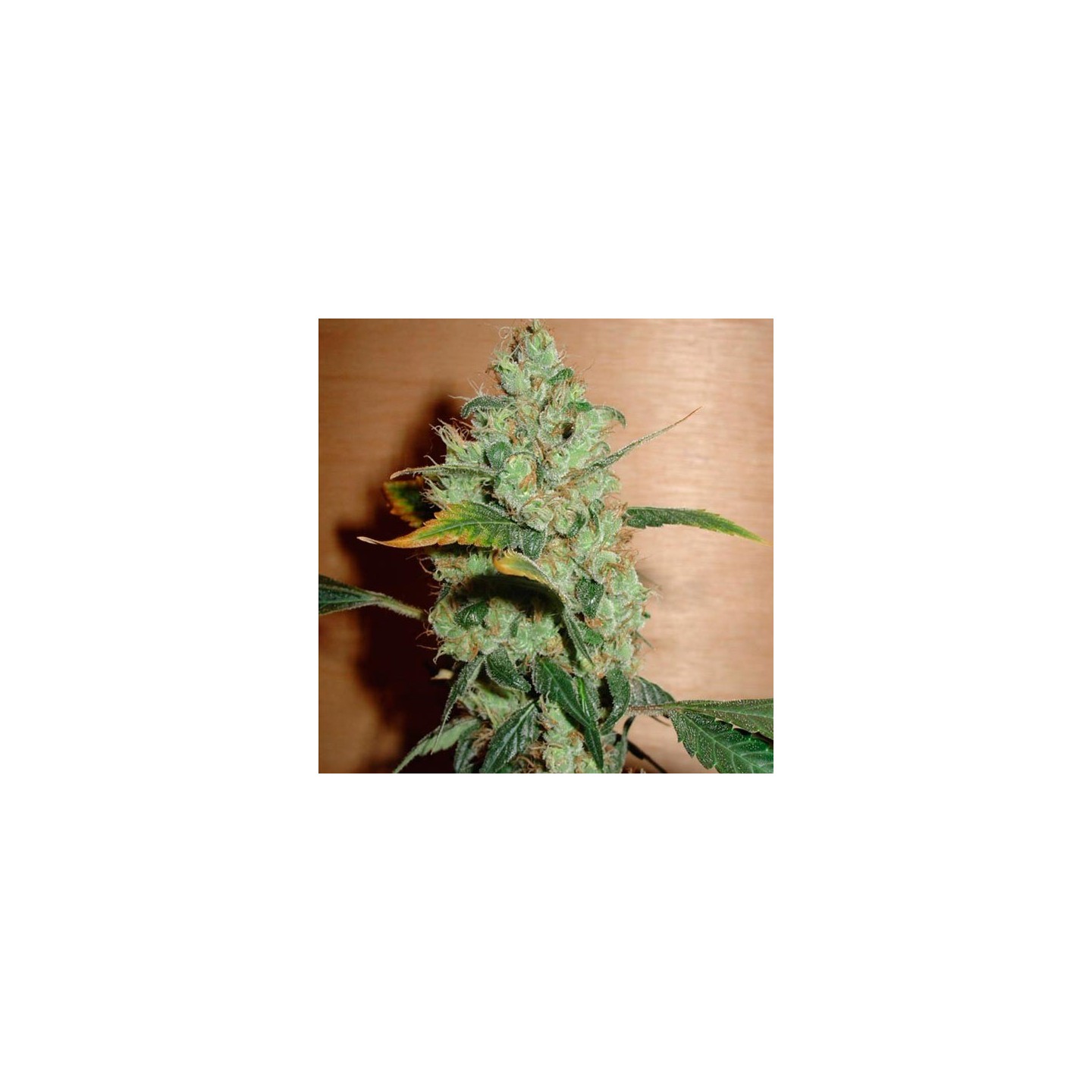 Masterkush Feminizada de Homegrown Fantaseeds