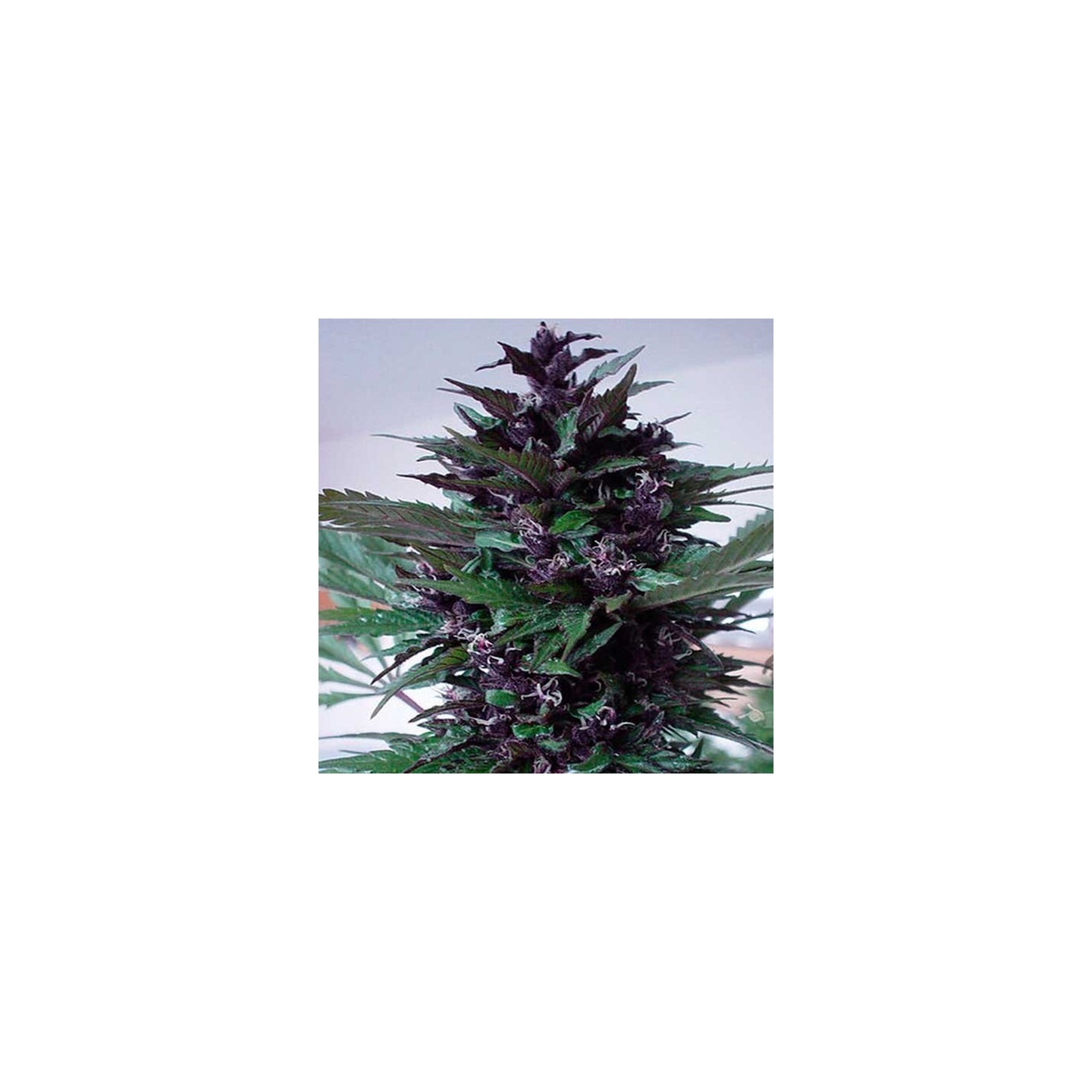 Homegrown Purple Regular de Homegrown Fantaseeds