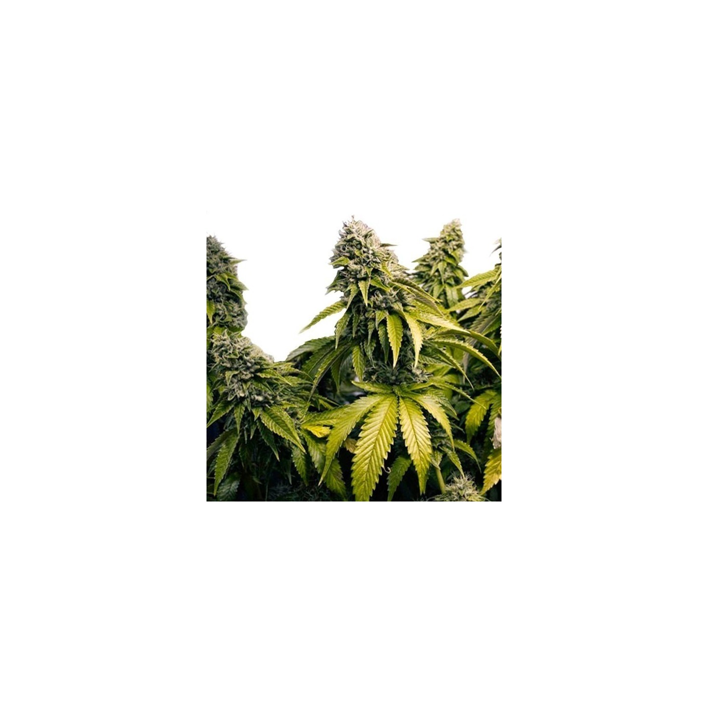 Indoor Mix Regular de Homegrown Fantaseeds