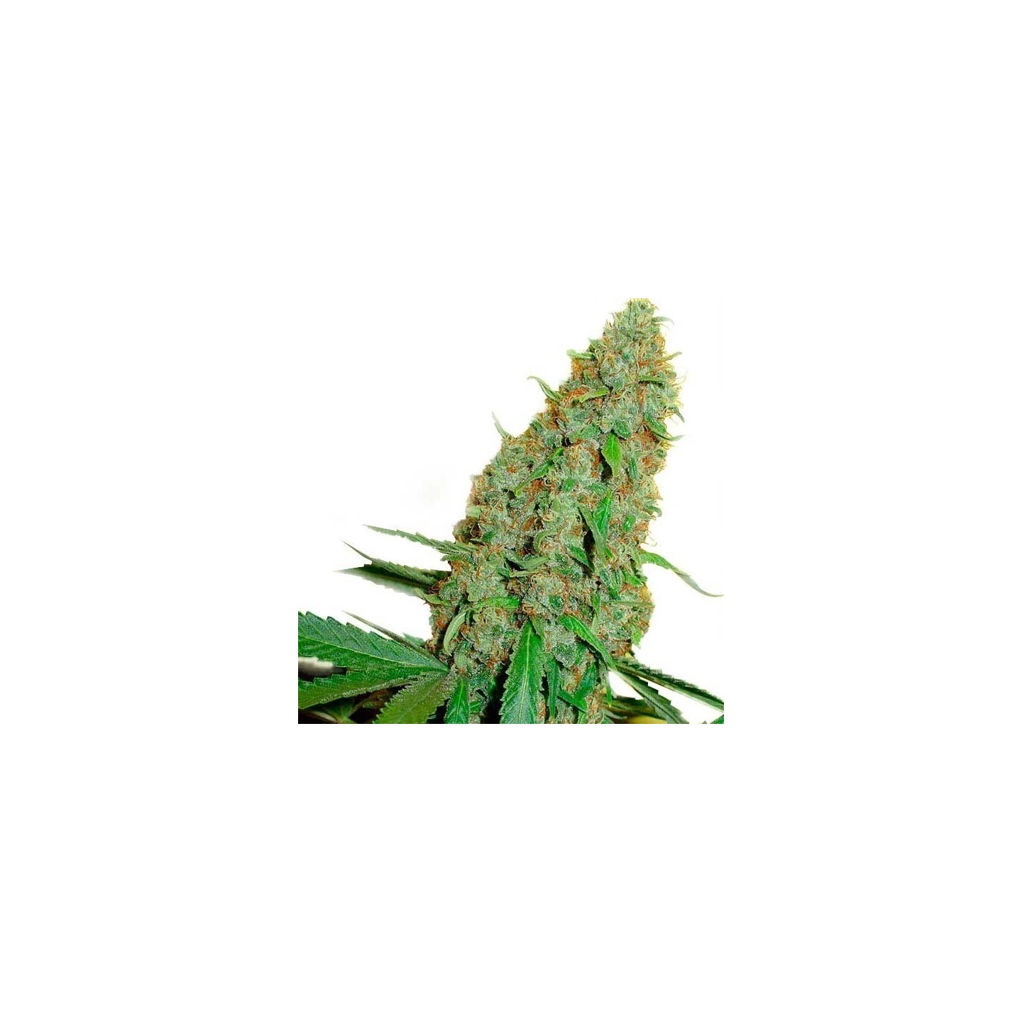Original Misty Regular de Homegrown Fantaseeds