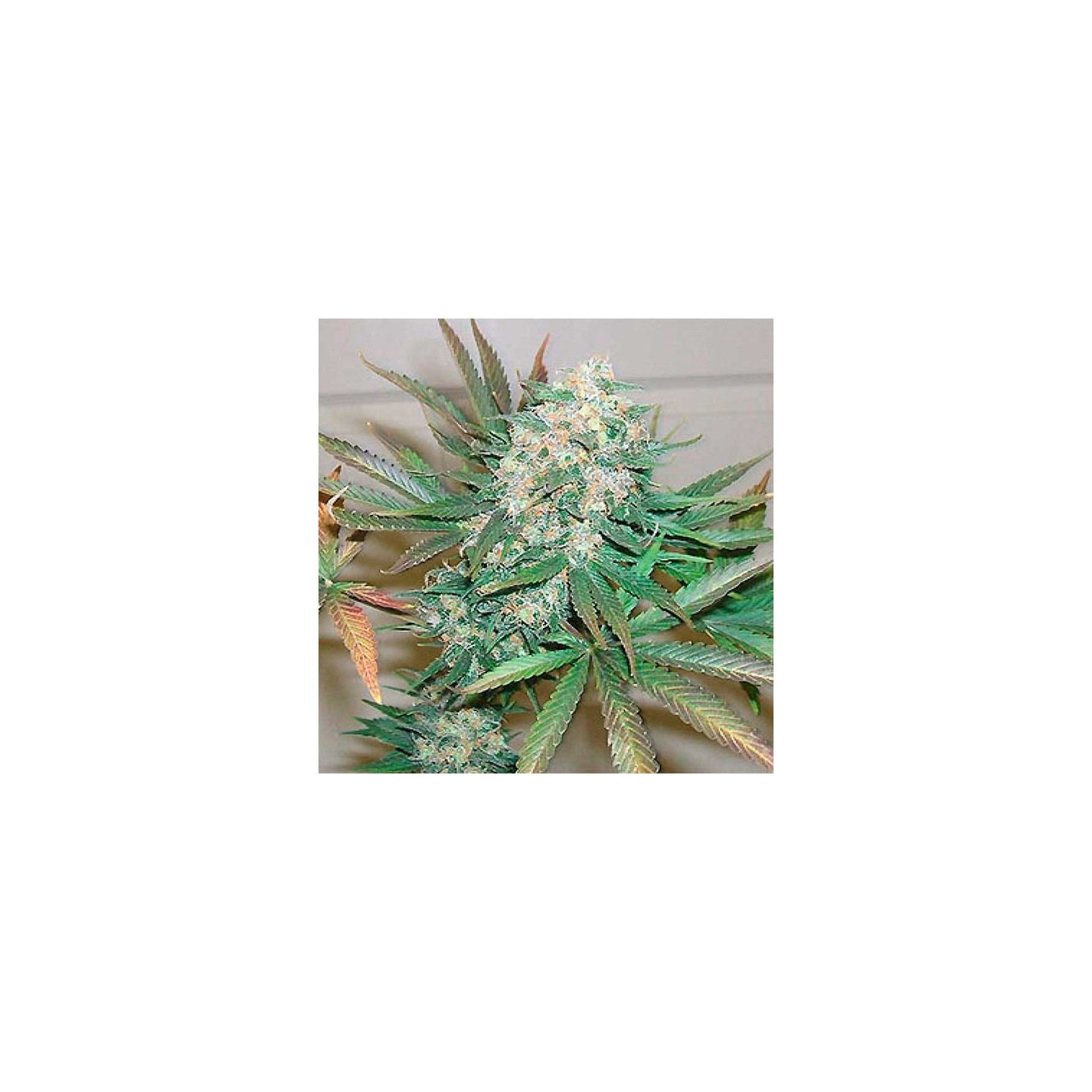 Haze Special Feminizada de Homegrown Fantaseeds