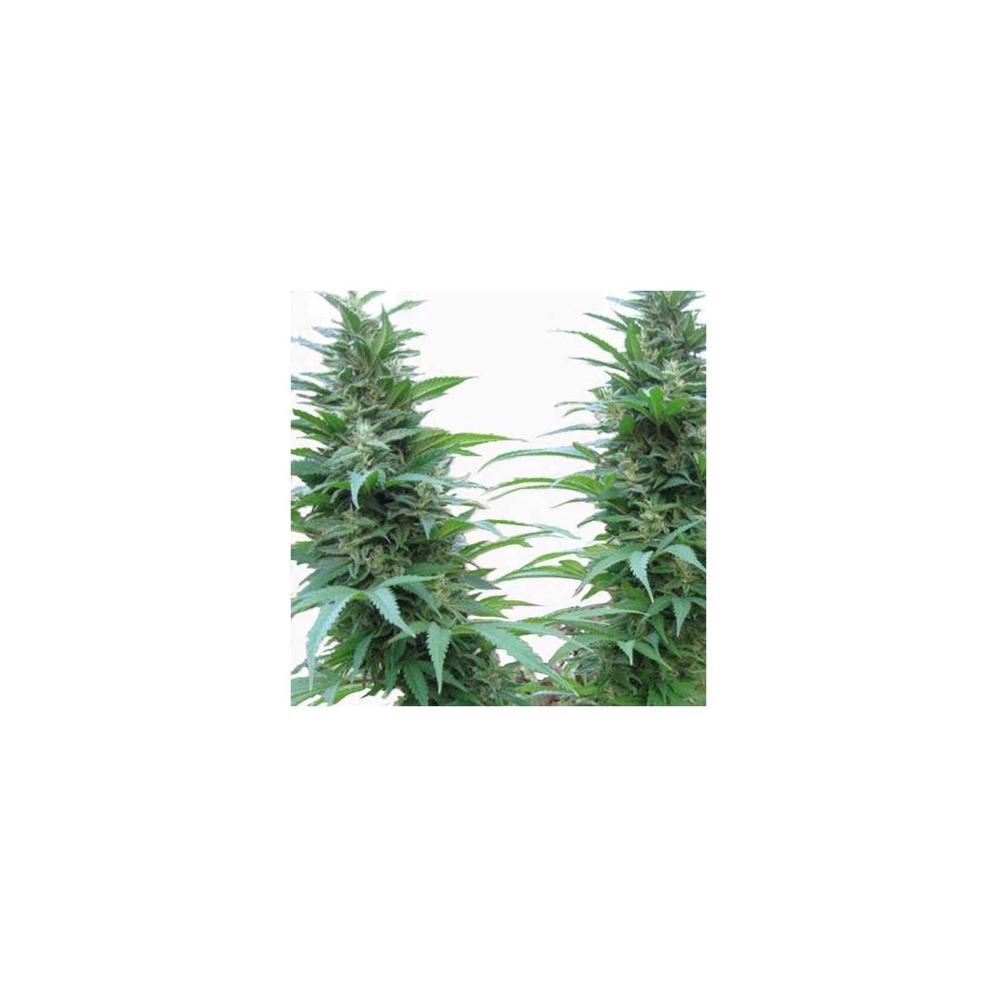 Outdoor Mix Regular de Homegrown Fantaseeds