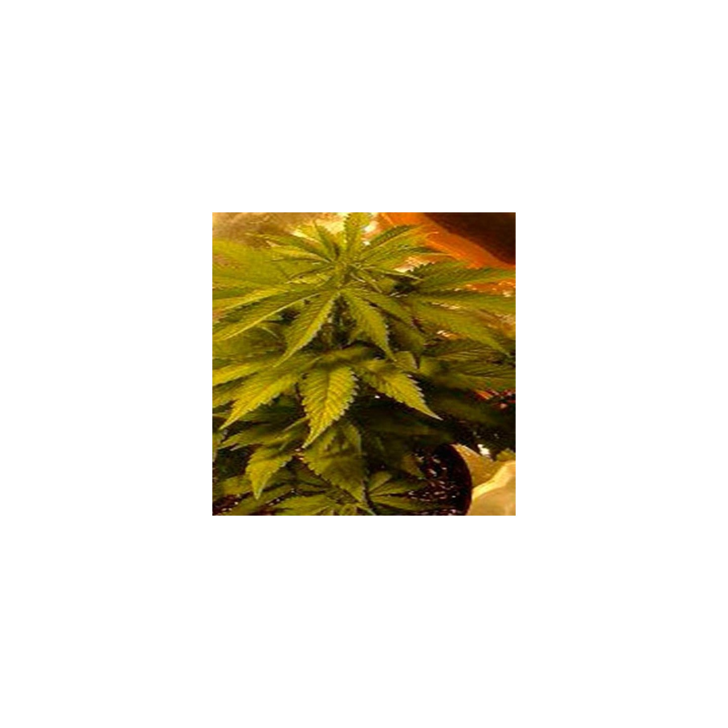 K.C. 39 Feminizada de Homegrown Fantaseeds