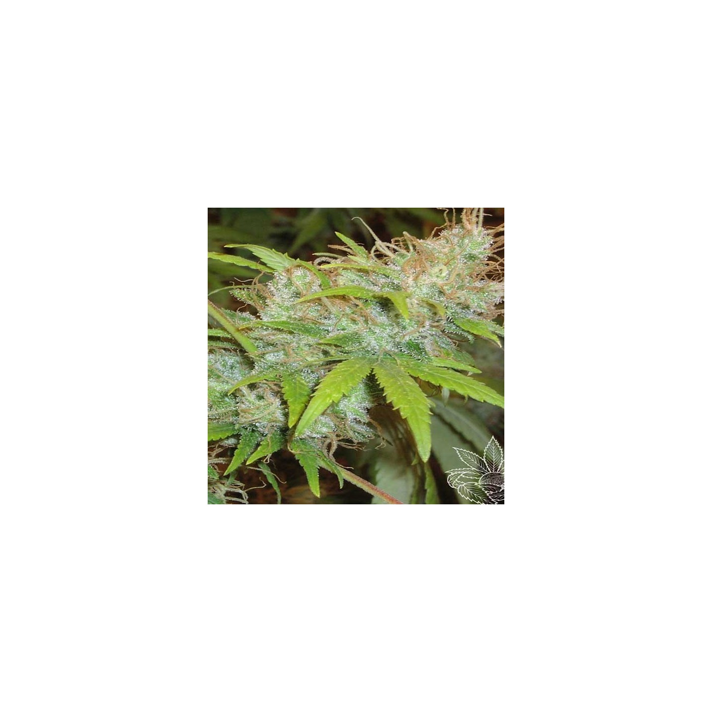 Orange Delight Feminizada de Homegrown Fantaseeds