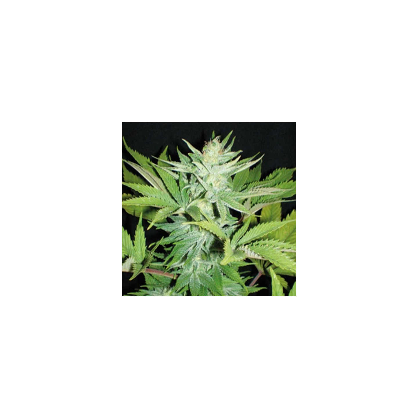 Homegrown Lowryder Feminizada de Homegrown Fantaseeds
