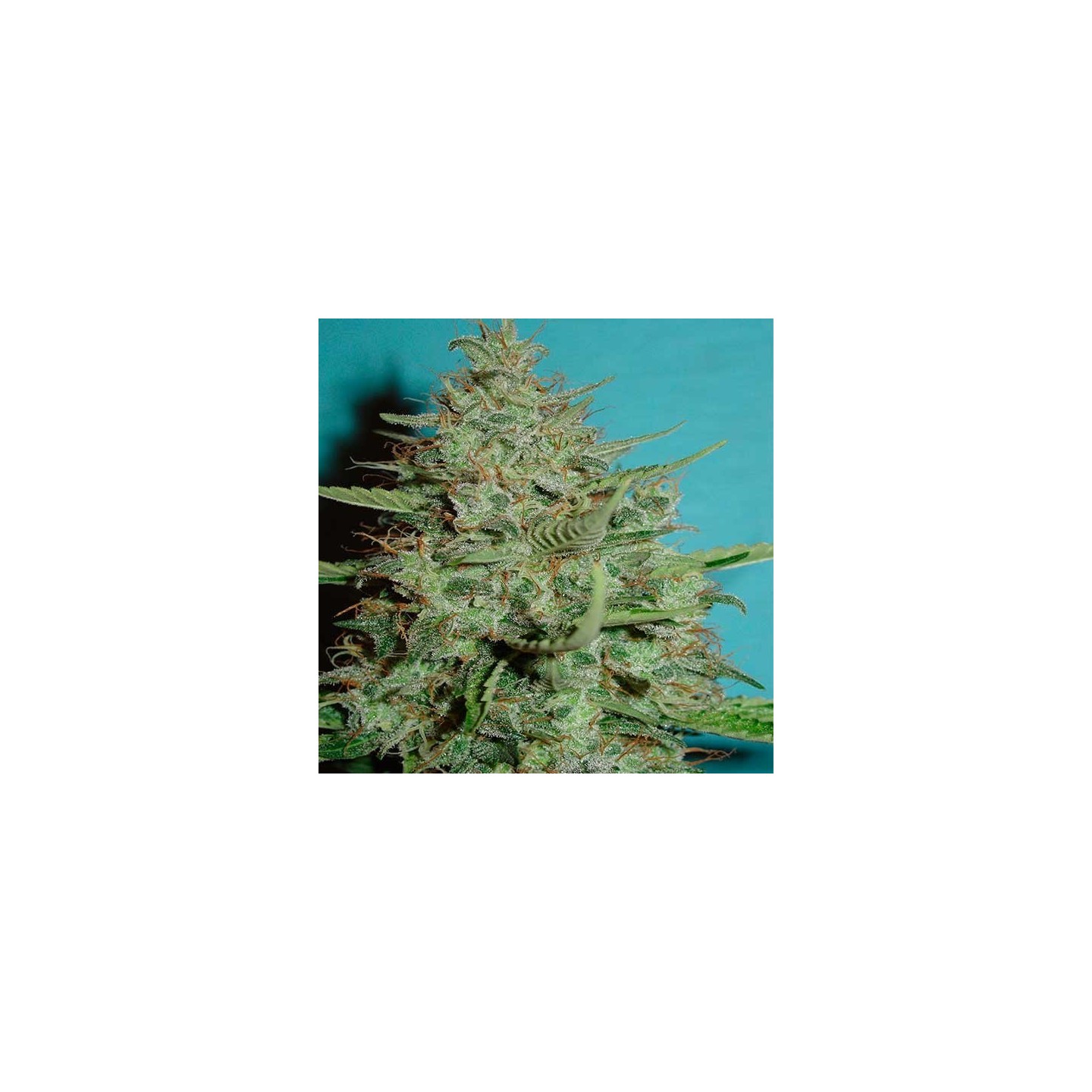 Super Crystal Feminizada de Homegrown Fantaseeds