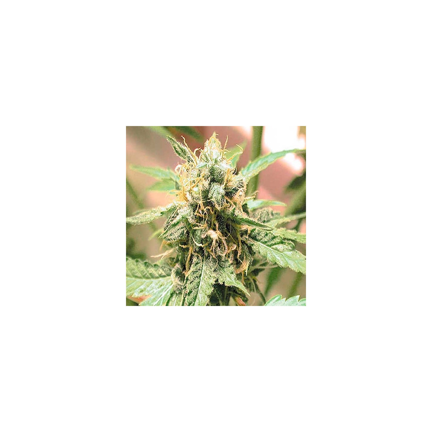 Afghani Feminizada de Homegrown Fantaseeds