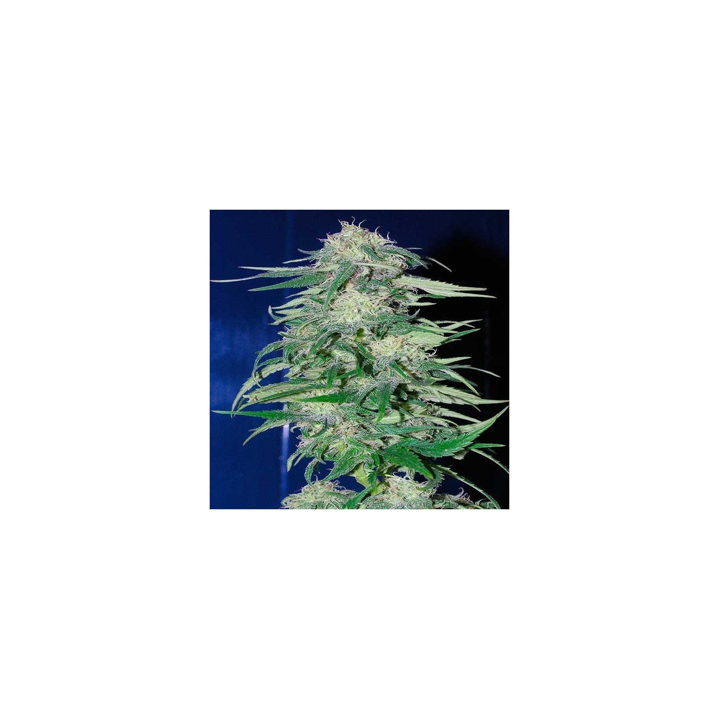 K2 Feminizada de Homegrown Fantaseeds