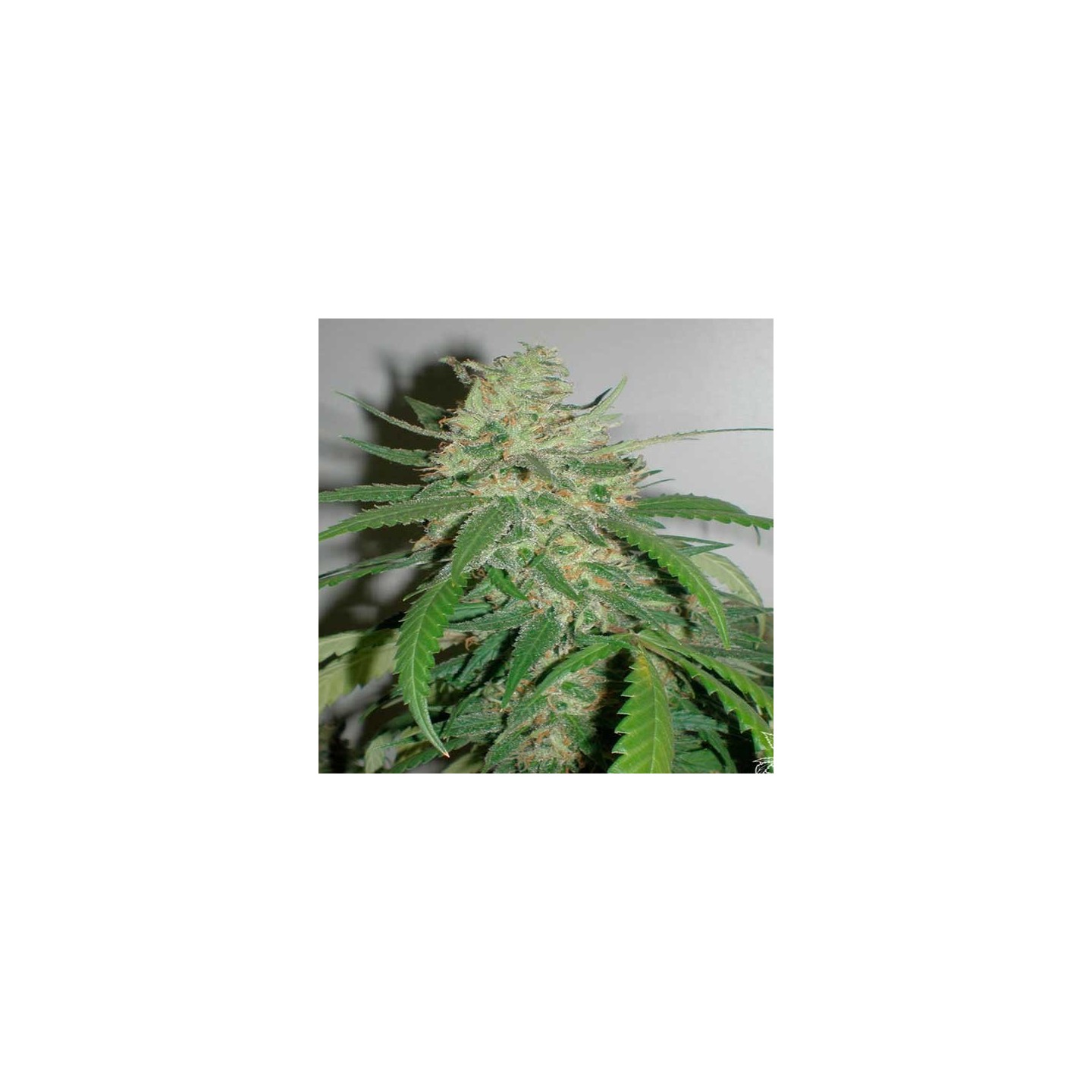 SPR Haze Feminizada de Homegrown Fantaseeds
