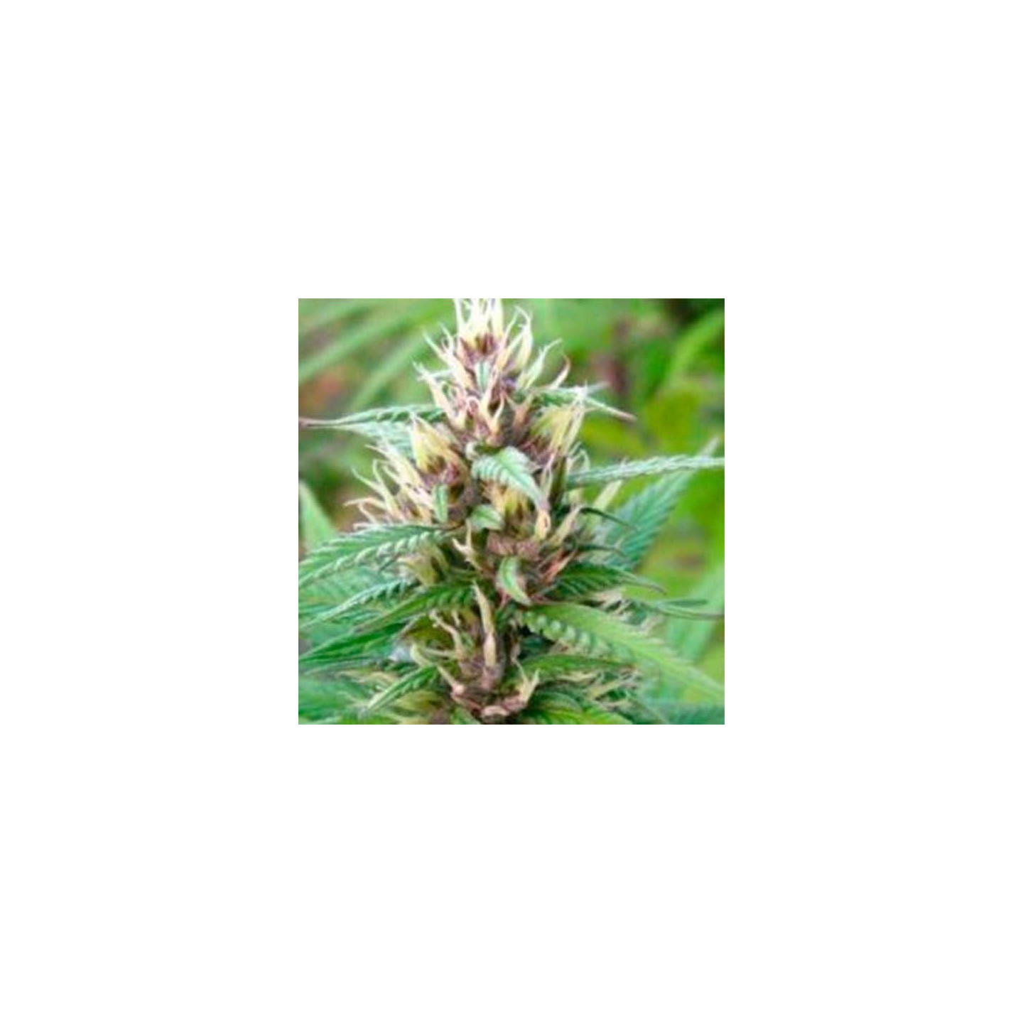 Mind Bender Feminizada de Homegrown Fantaseeds