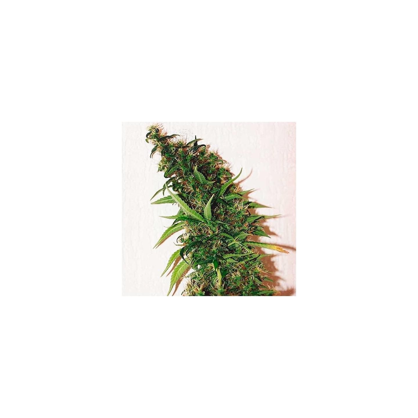 Swiss Xt Feminizada de Homegrown Fantaseeds