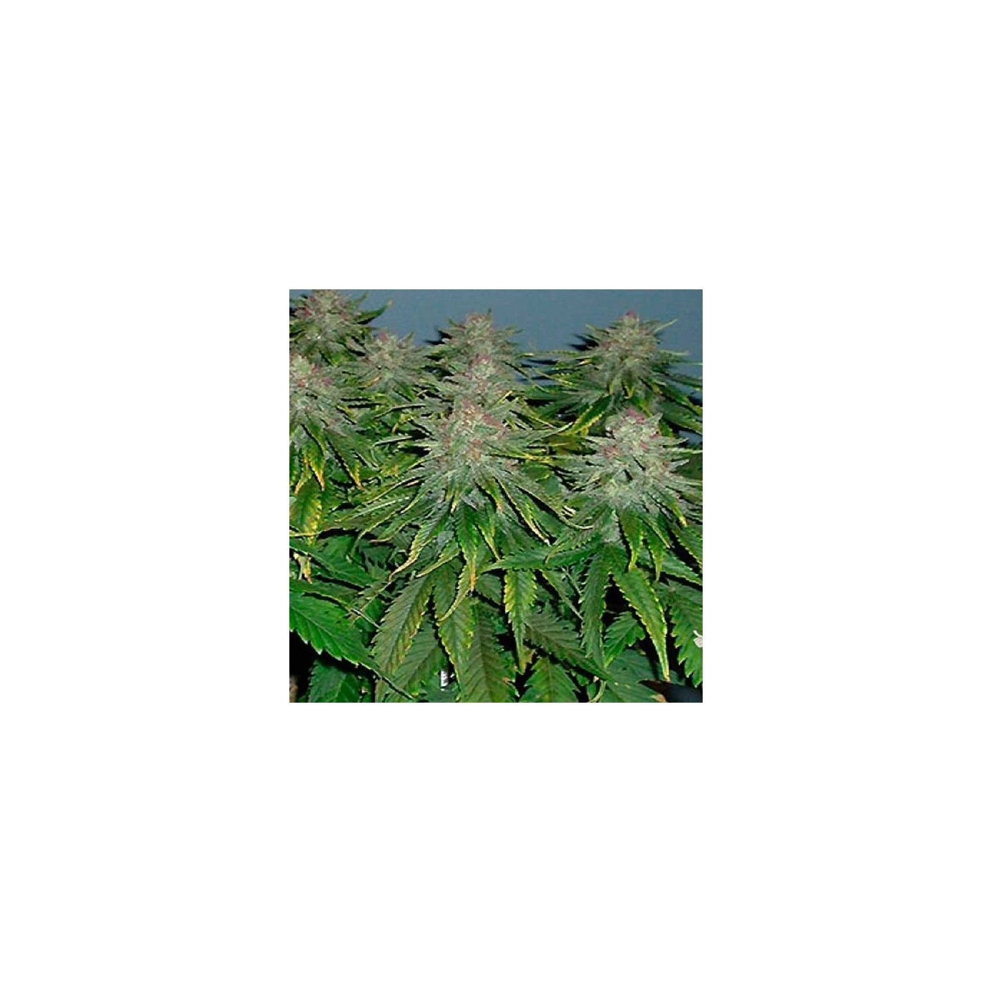 Cristal Limit Feminizada de Homegrown Fantaseeds