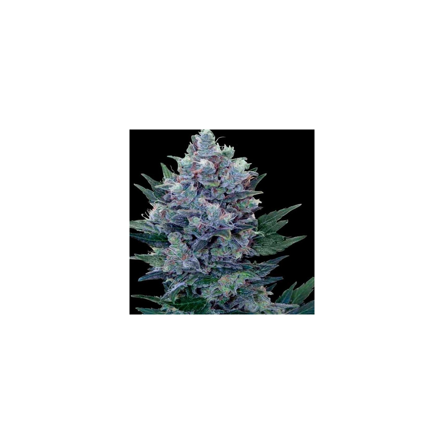 Northern Lights Feminizada de Homegrown Fantaseeds
