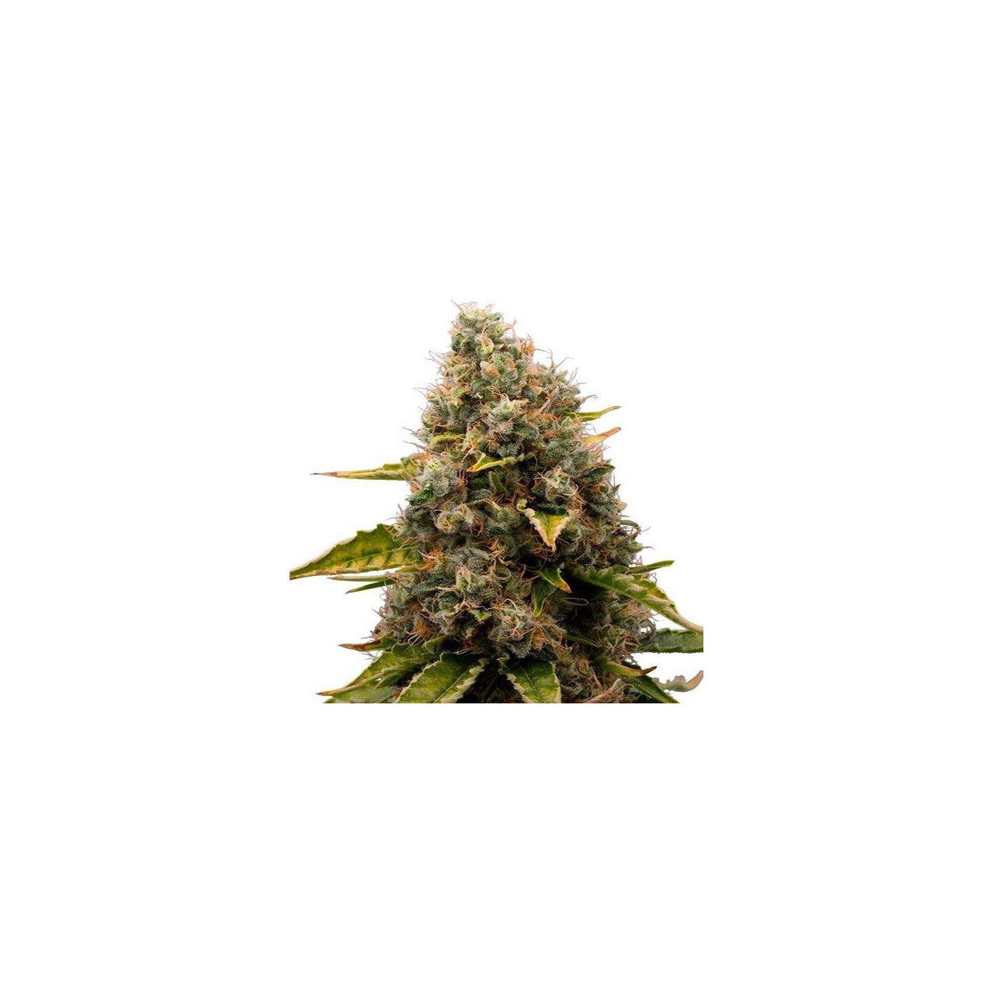 White Widow Feminizada de Homegrown Fantaseeds
