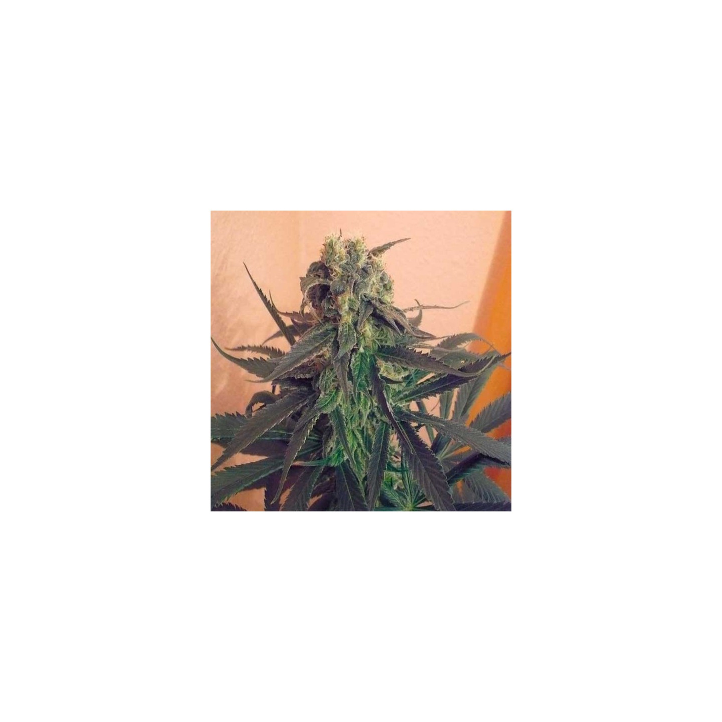 Mango Feminizada de Homegrown Fantaseeds