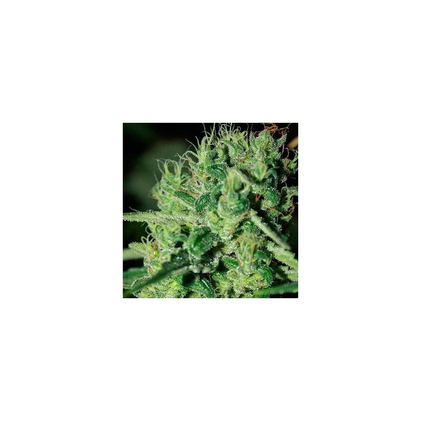 Blue Haze Feminizada de Homegrown Fantaseeds