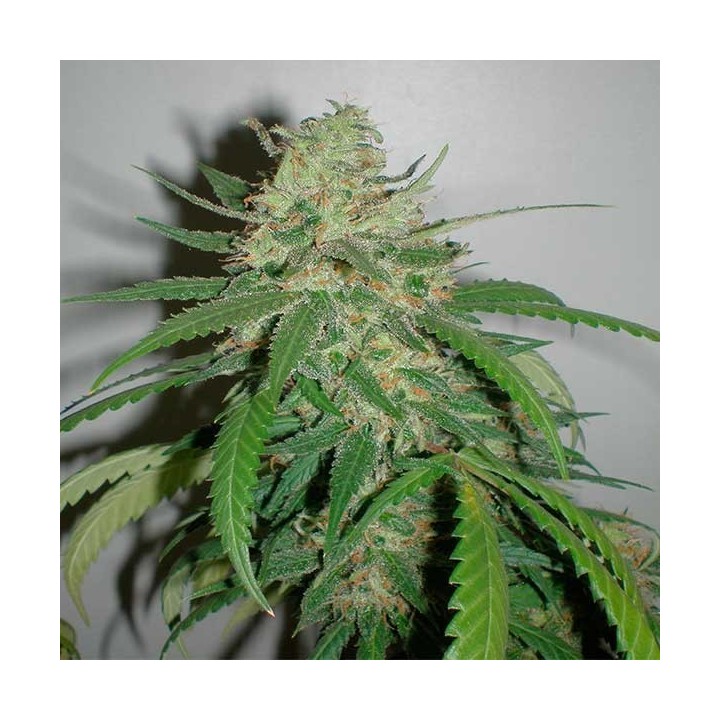 Amazing Haze Feminizada de Homegrown Fantaseeds