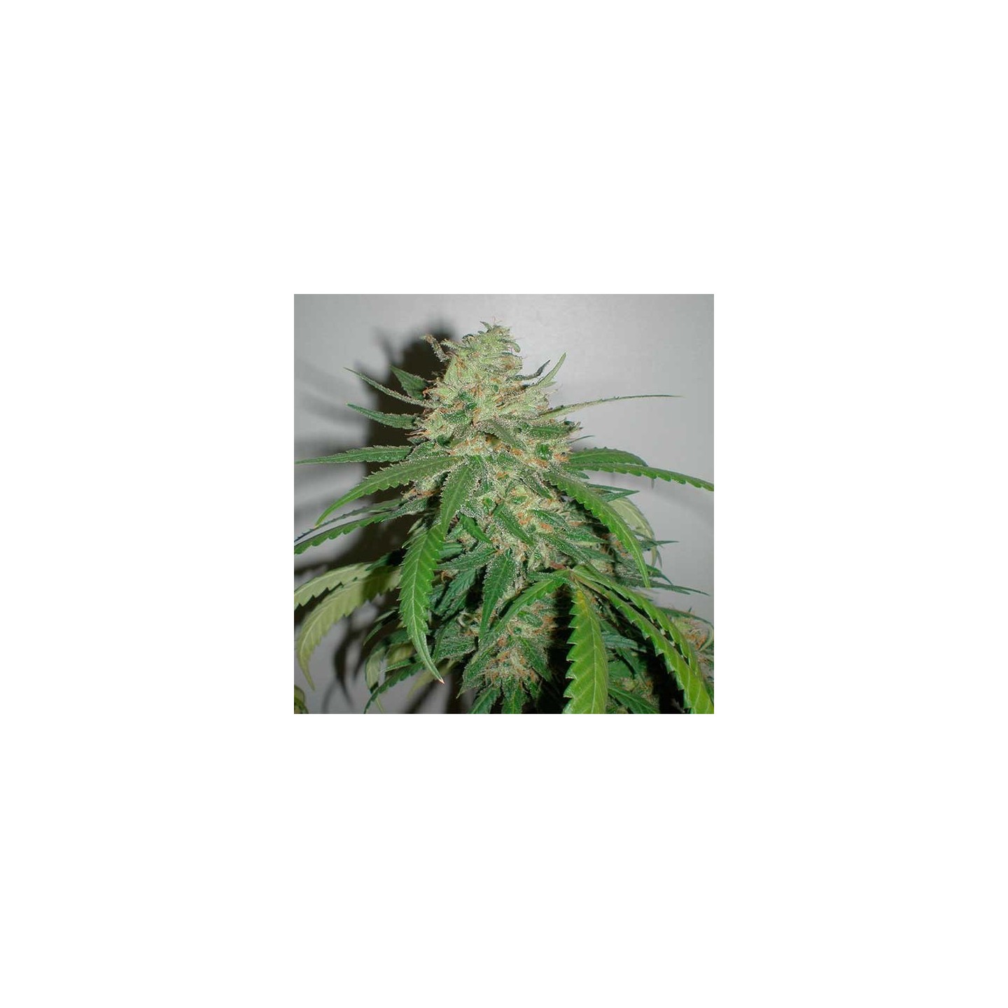 Amazing Haze Feminizada de Homegrown Fantaseeds
