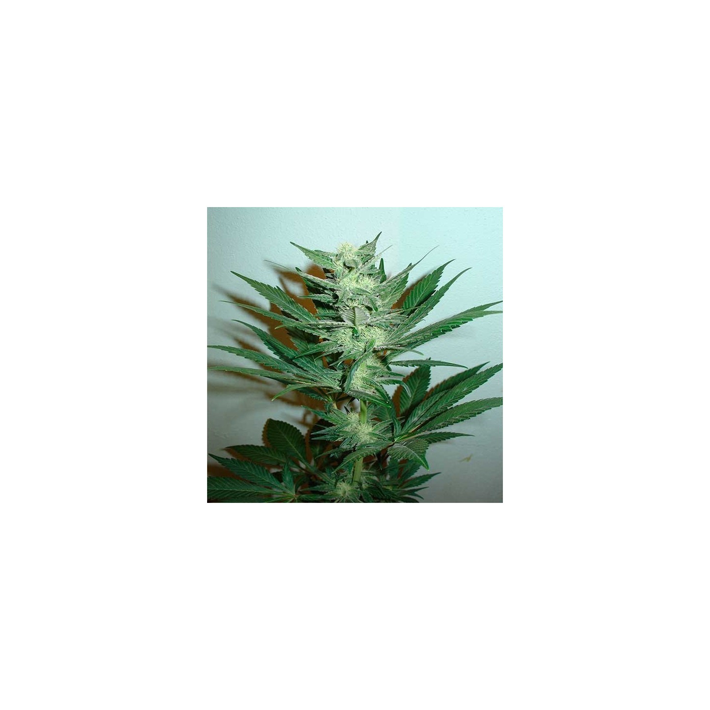 Armageddon Feminizada de Homegrown Fantaseeds