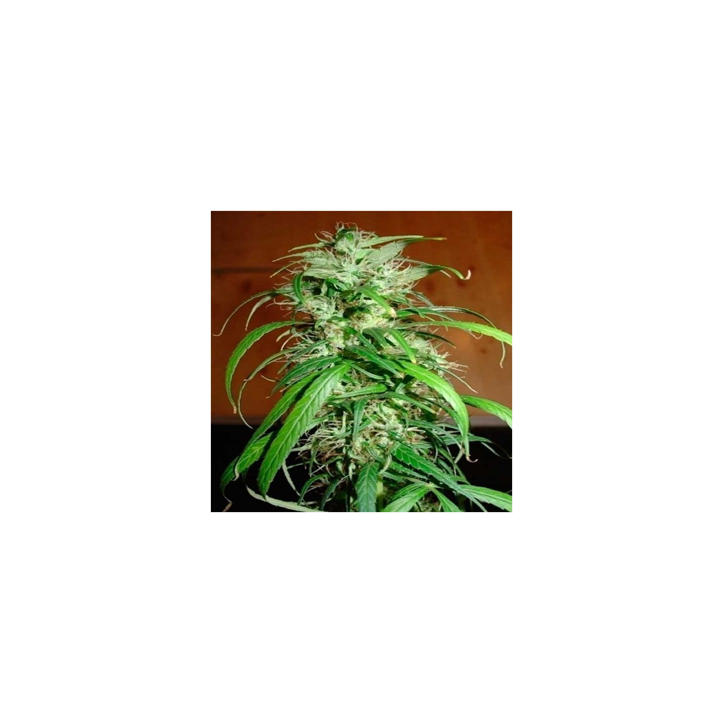 Haze Feminizada de Homegrown Fantaseeds