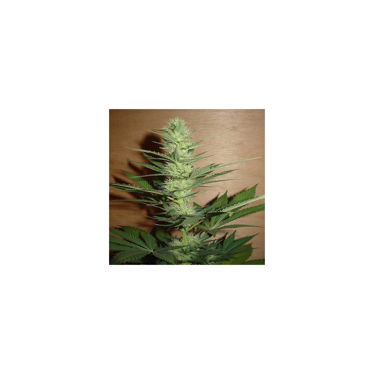 Big Bud Feminizada de Homegrown Fantaseeds