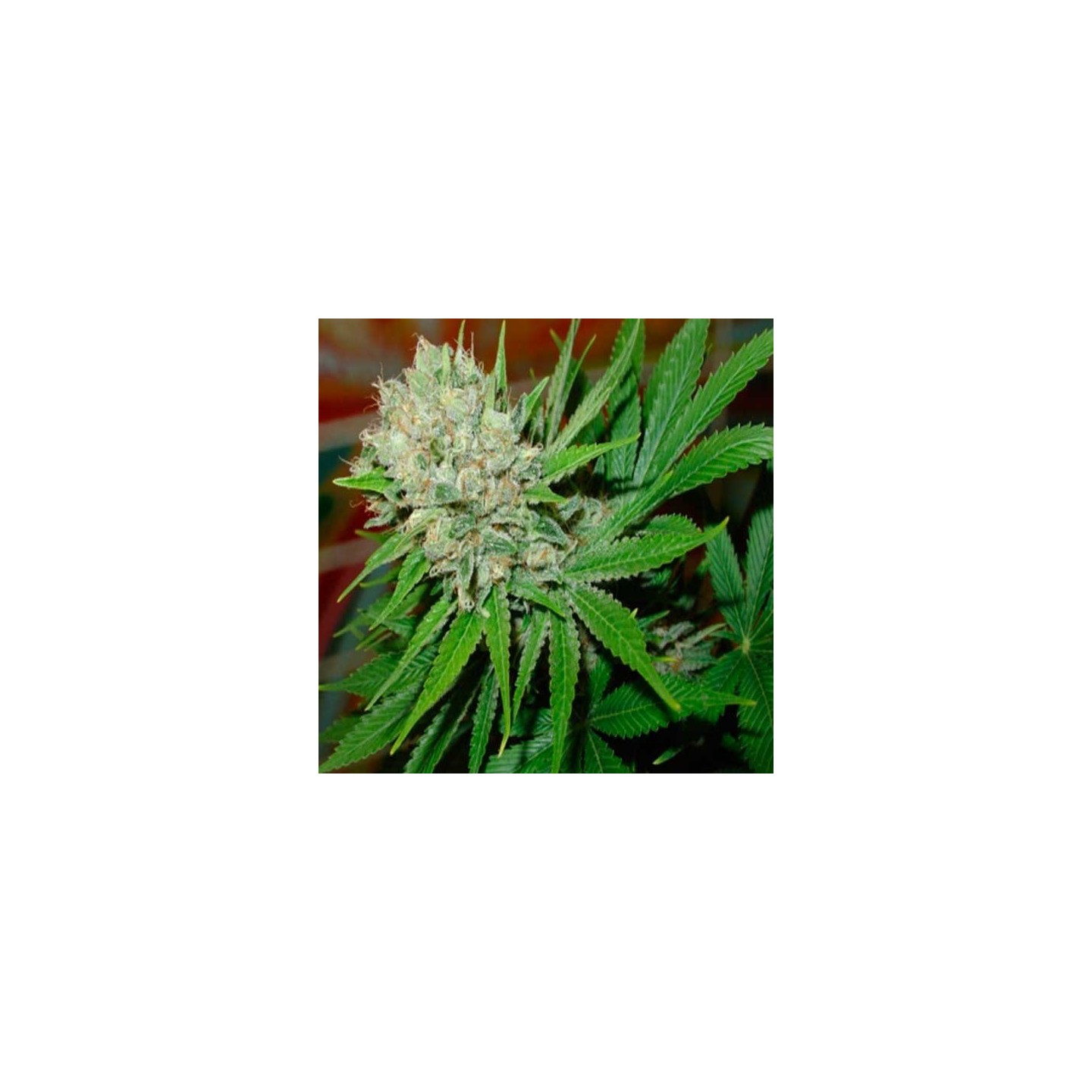 Blue Pearl Autofloreciente Feminizada de Homegrown Fantaseeds