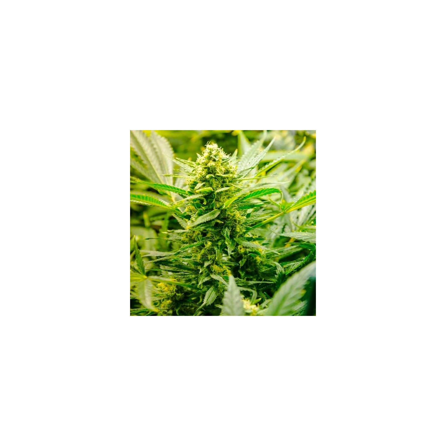 Low Ryder Autofloreciente Feminizada de Homegrown Fantaseeds