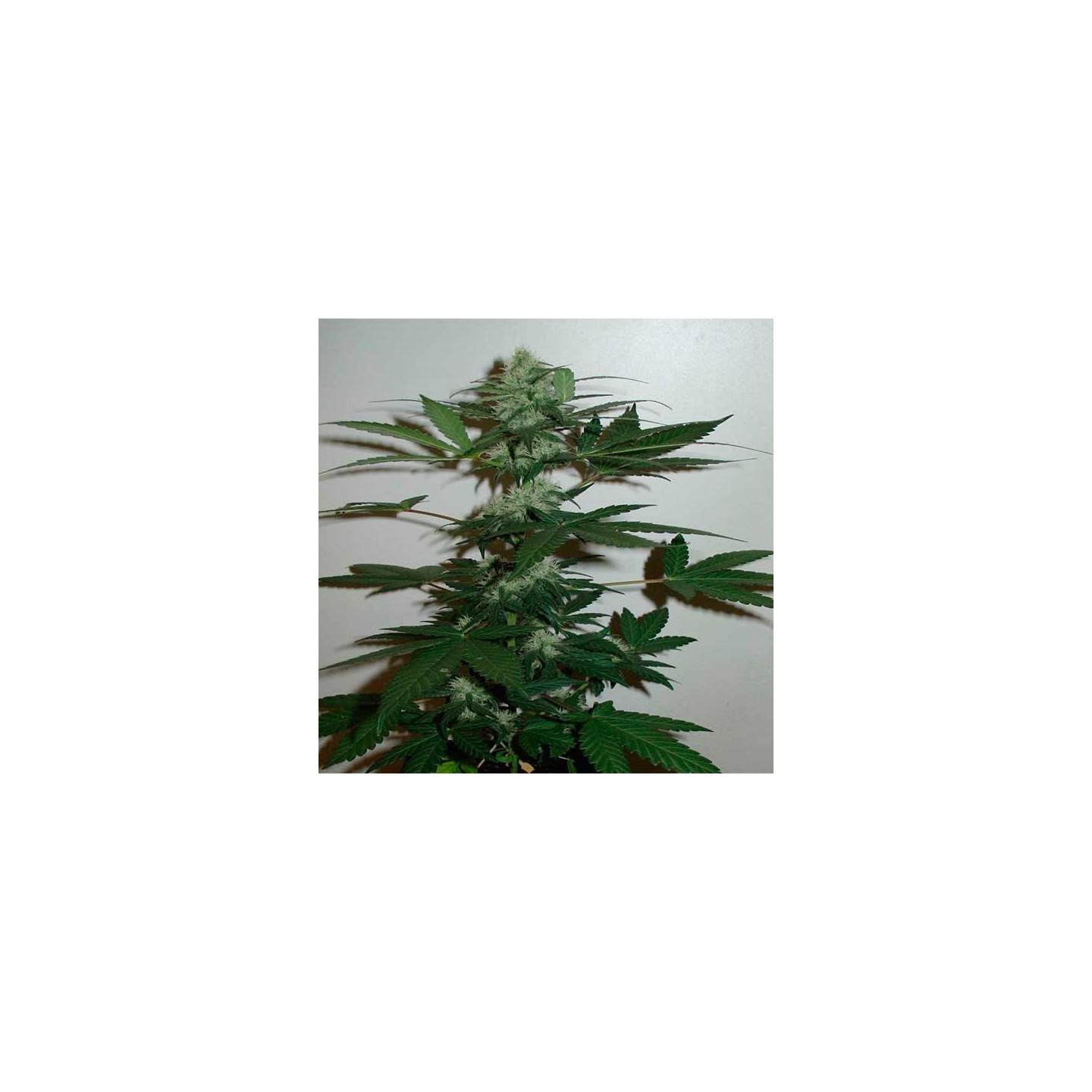 Homegrown Cheese Autofloreciente Feminizada de Homegrown