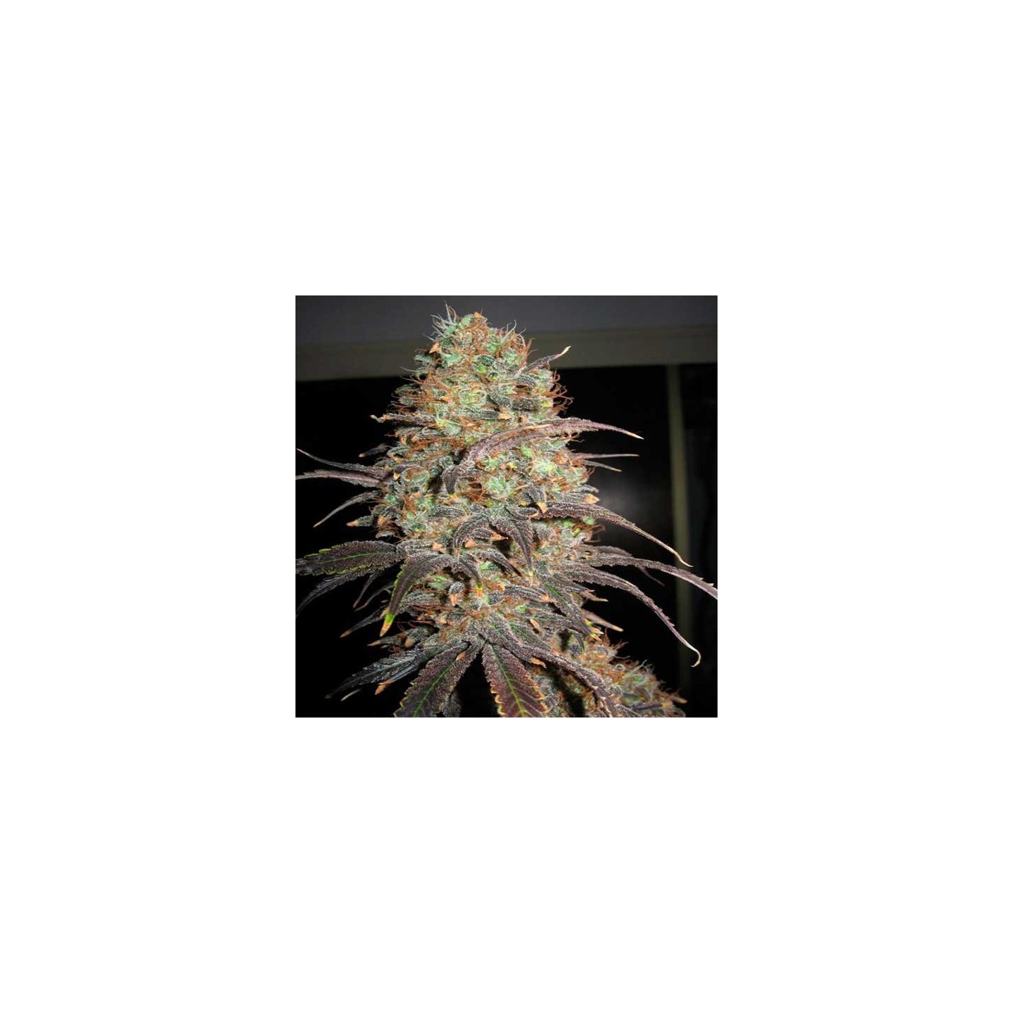 Carammella Autofloreciente Feminizada de Homegrown Fantaseeds