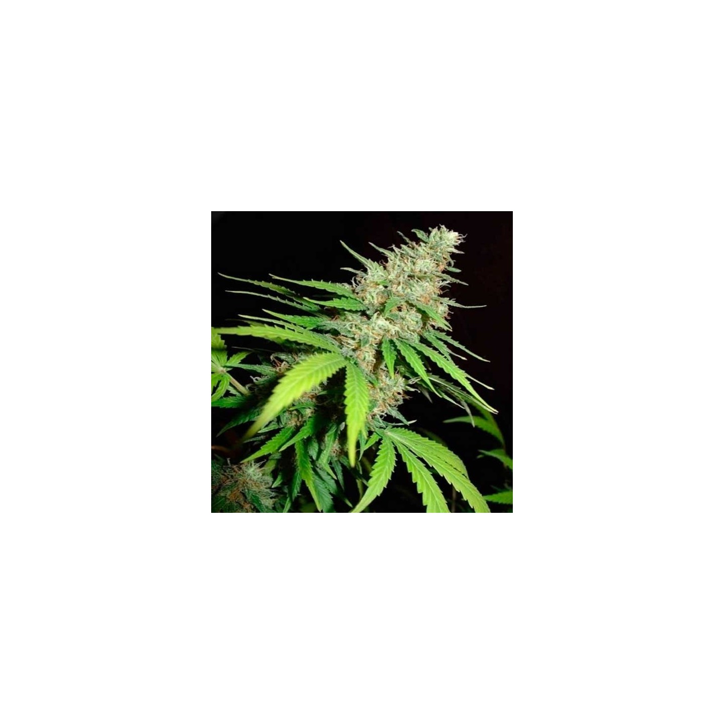 Top 44 Feminizada de Homegrown Fantaseeds