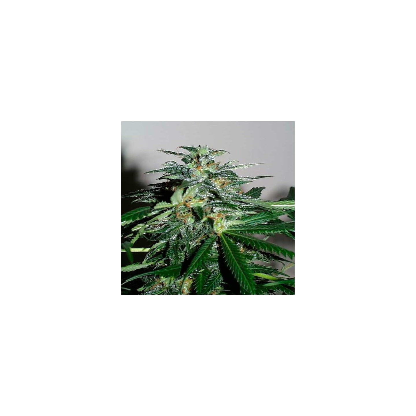 K.c. 42 Feminizada de Homegrown Fantaseeds