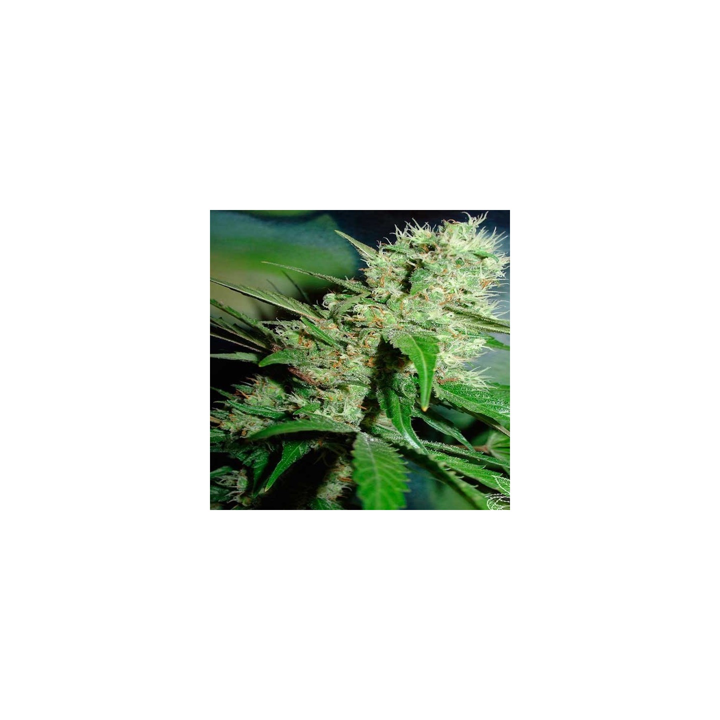 Jack Herer Feminizada de Homegrown Fantaseeds
