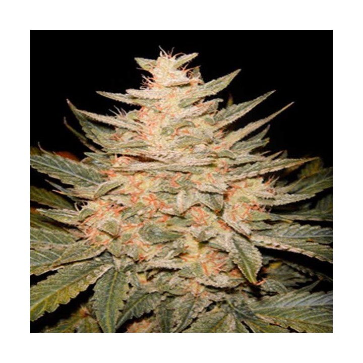Homegrown Cheese Feminizada de Homegrown Fantaseeds