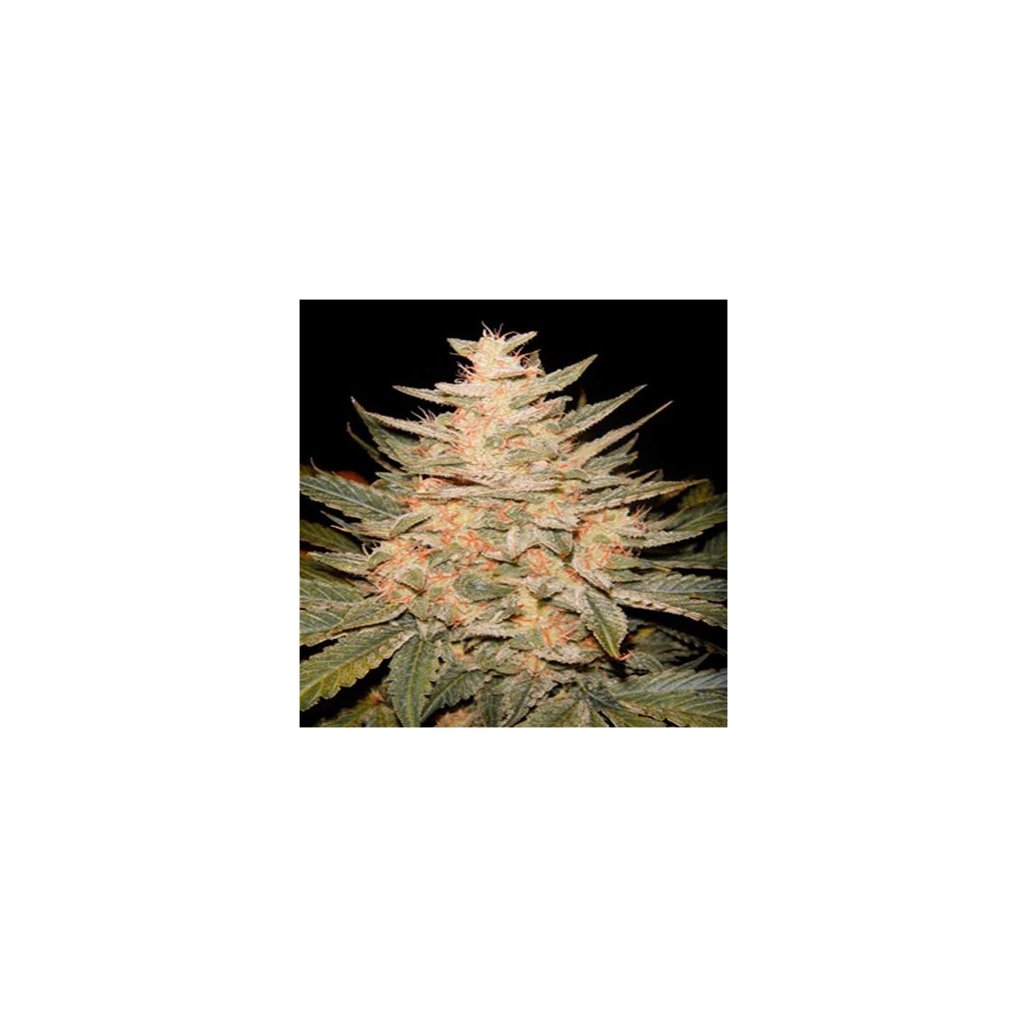 Homegrown Cheese Feminizada de Homegrown Fantaseeds