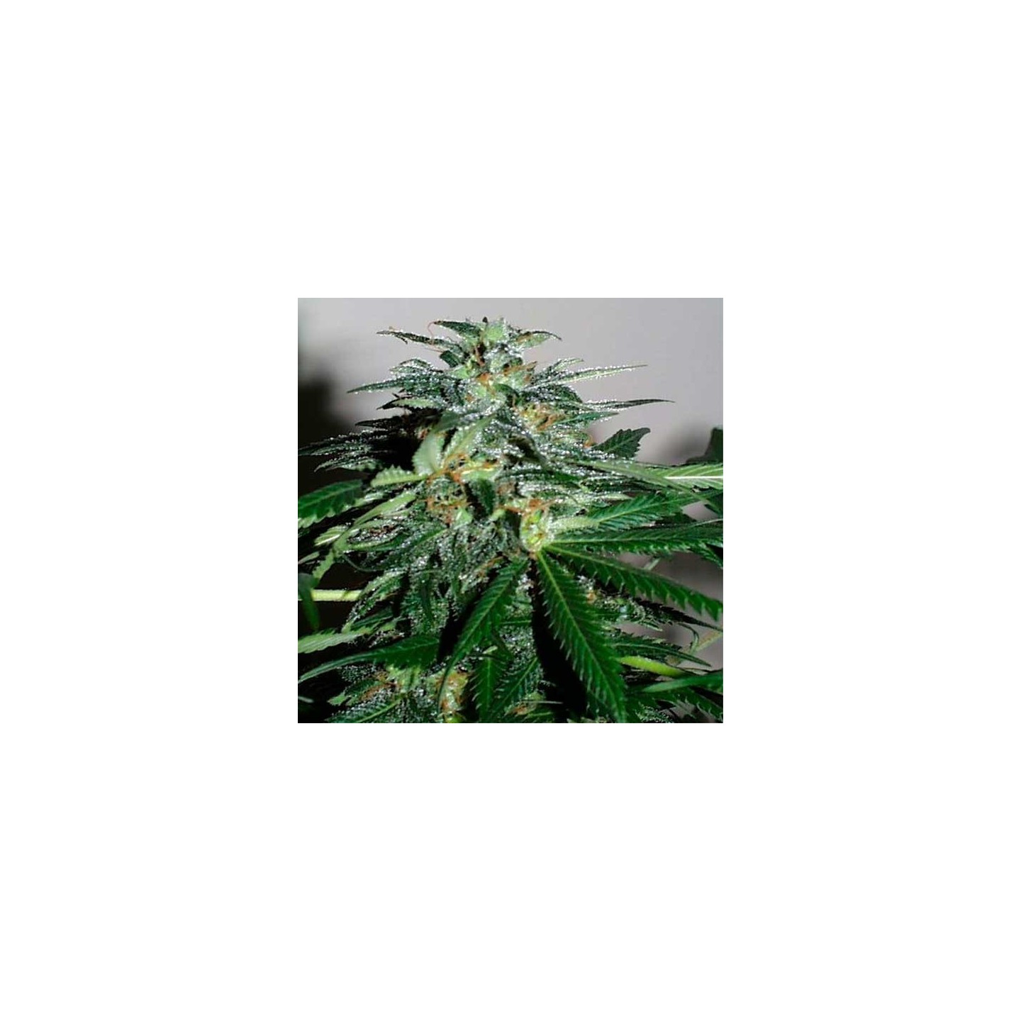 Cyber Cristal Feminizada de Homegrown Fantaseeds