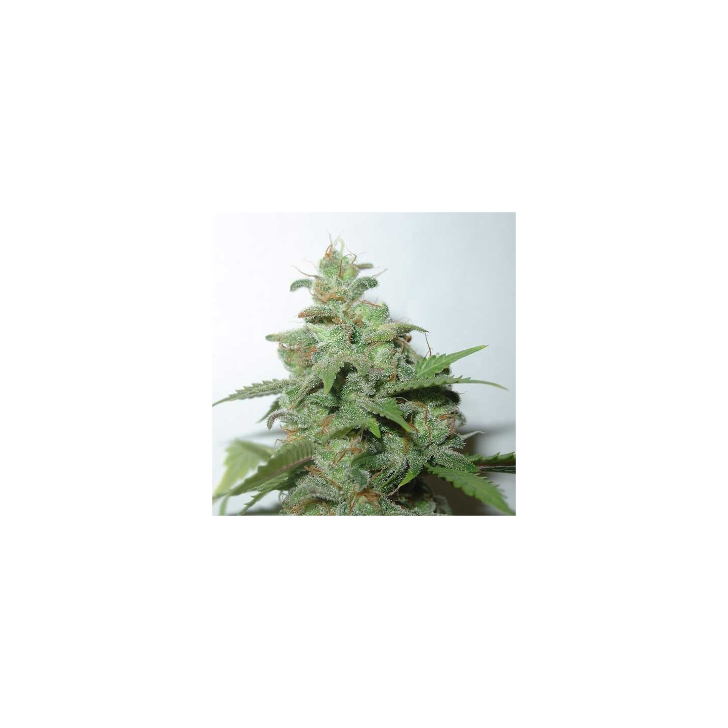 Caramella Feminizada de Homegrown Fantaseeds