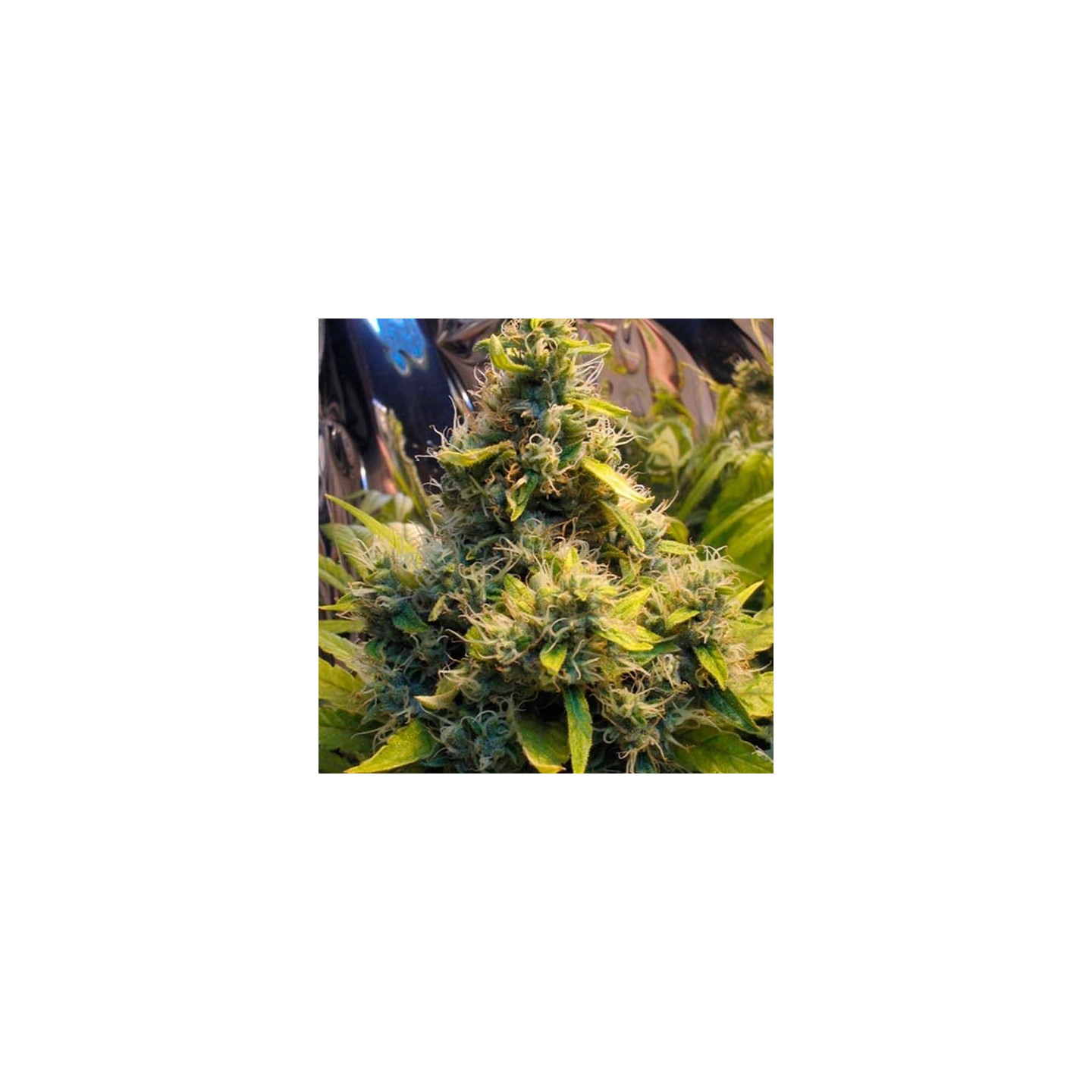 K.C. 36 Feminizada de Homegrown Fantaseeds