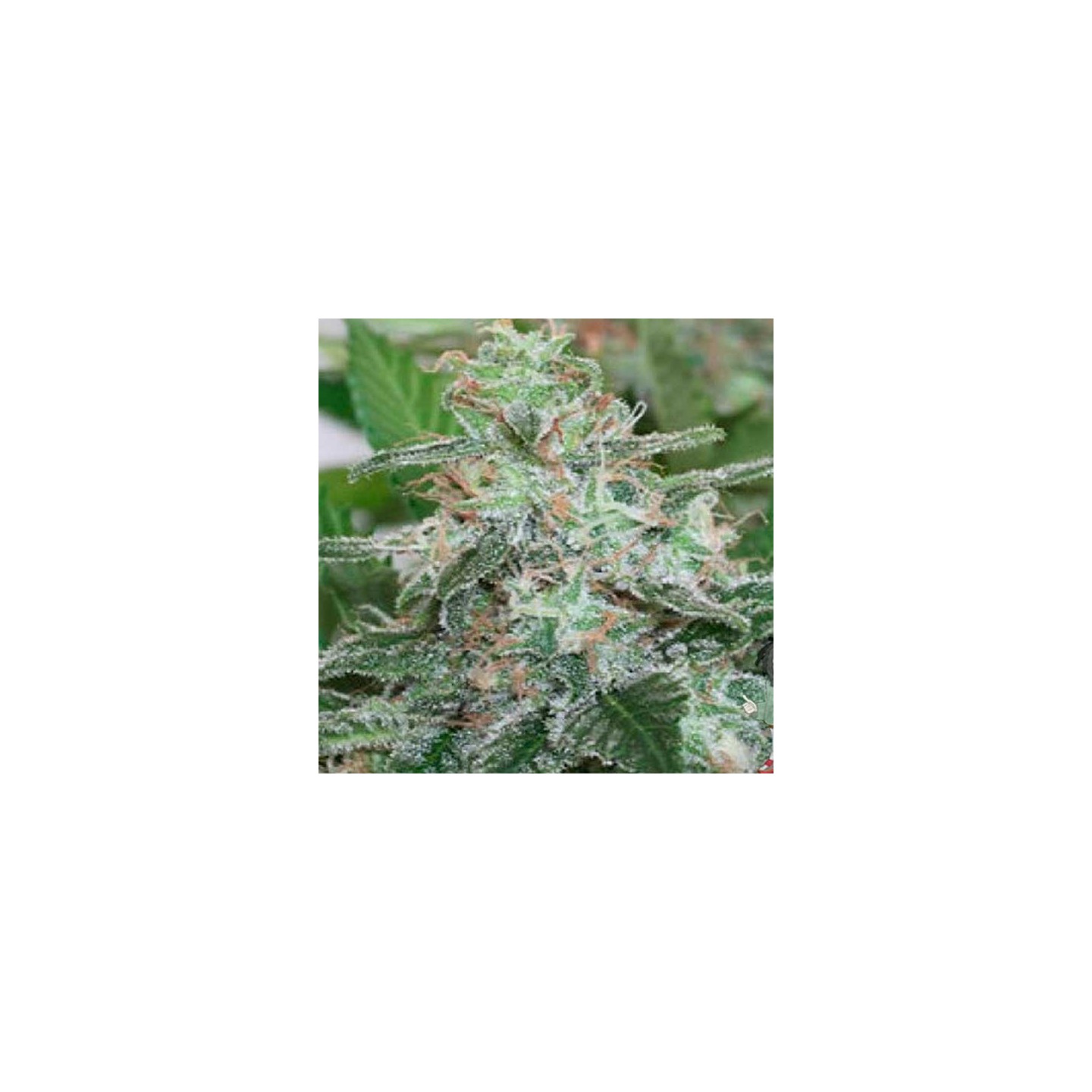 Brains Escape Feminizada de Homegrown Fantaseeds